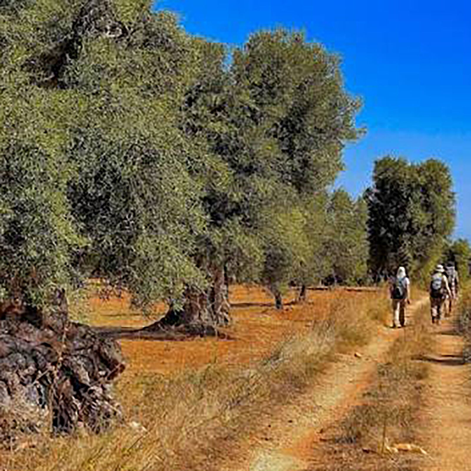 Campagna salentina vicino Otranto